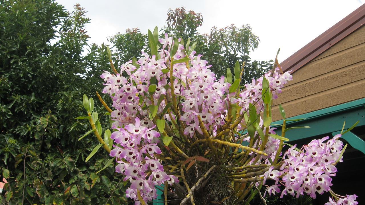 Les Agapanthes Vila Le Tampon Exterior foto