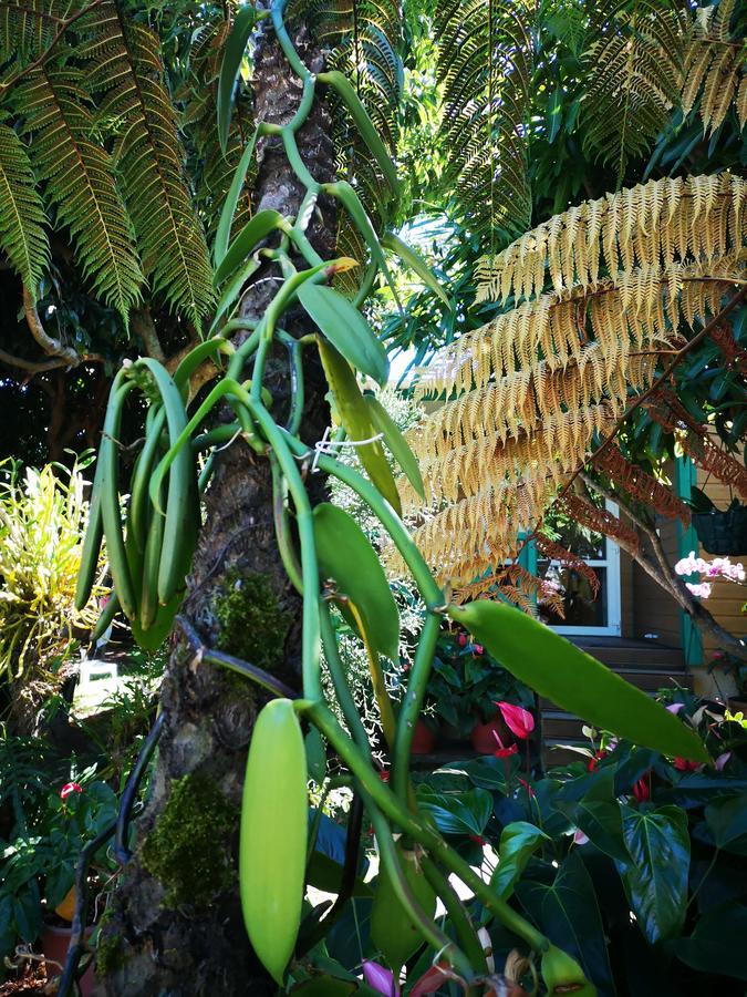 Les Agapanthes Vila Le Tampon Exterior foto