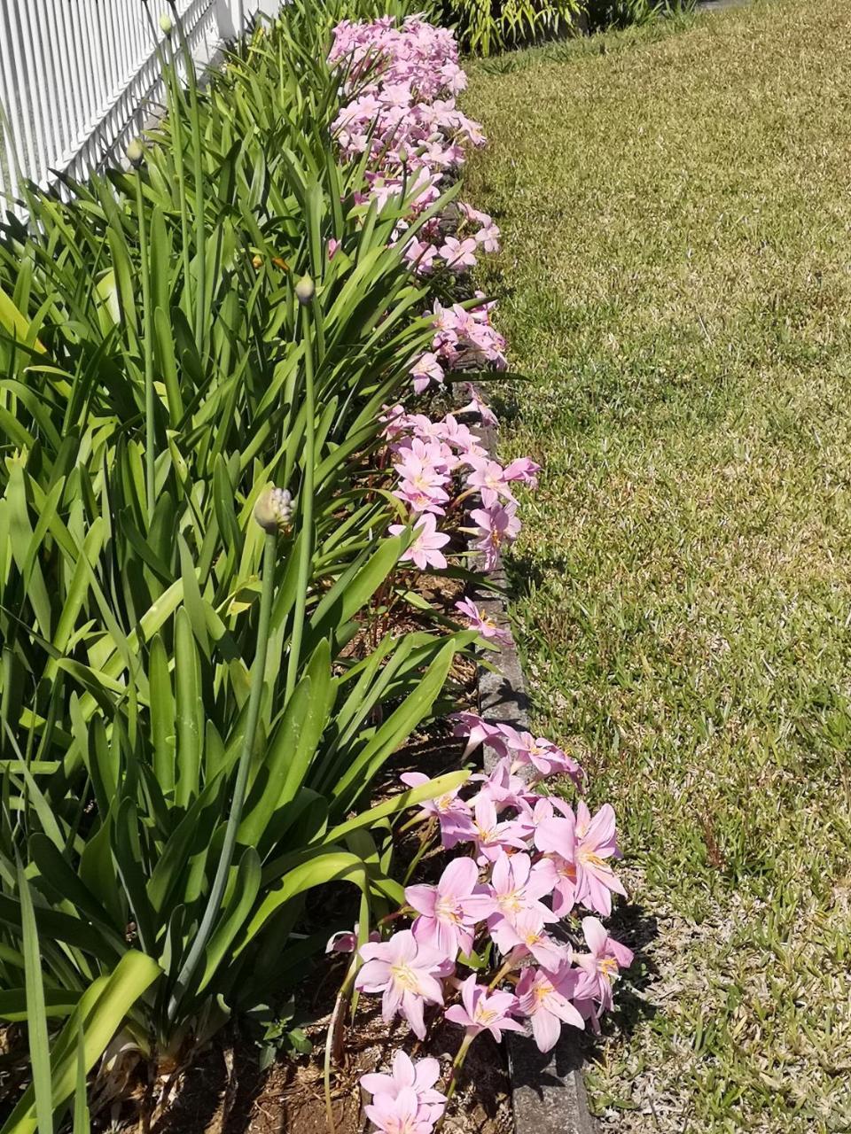 Les Agapanthes Vila Le Tampon Exterior foto