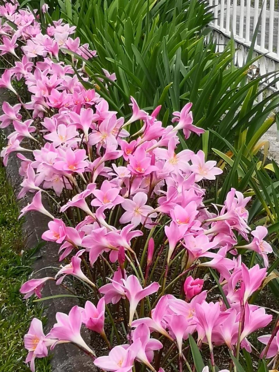 Les Agapanthes Vila Le Tampon Exterior foto